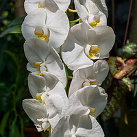 Buy canvas prints of White Moth Orchid Flowers by Artur Bogacki