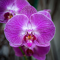 Buy canvas prints of Phalaenopsis Orchid Purple Flower by Artur Bogacki