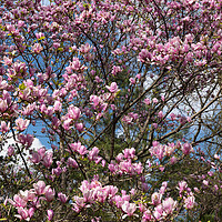 Buy canvas prints of Magnolia Flowers In Spring by Artur Bogacki