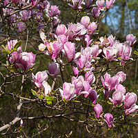 Buy canvas prints of Magnolia Flowers by Artur Bogacki