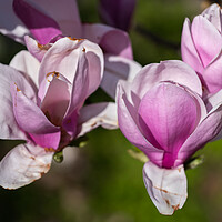 Buy canvas prints of Magnolia Soulangeana Burgundy Flowers by Artur Bogacki