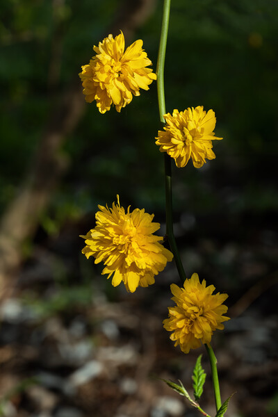 Kerria Japonica Pleniflora Yellow Flowers Picture Board by Artur Bogacki