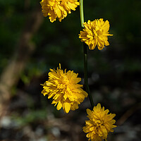 Buy canvas prints of Kerria Japonica Pleniflora Yellow Flowers by Artur Bogacki