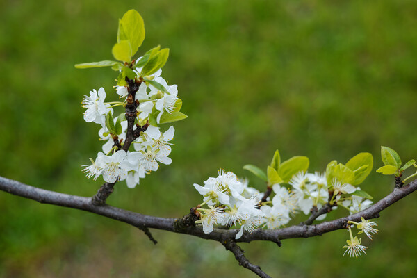 Prunus Domestica European Plum Flowers Picture Board by Artur Bogacki