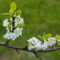 Buy canvas prints of Prunus Domestica European Plum Flowers by Artur Bogacki