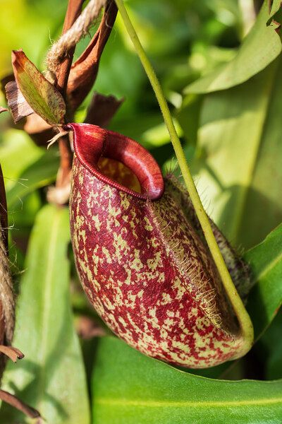 Nepenthes Gymnamphora Tropical Pitcher Plant  Picture Board by Artur Bogacki