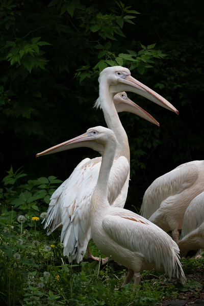 Eastern White Pelican Birds Picture Board by Artur Bogacki