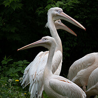 Buy canvas prints of Eastern White Pelican Birds by Artur Bogacki