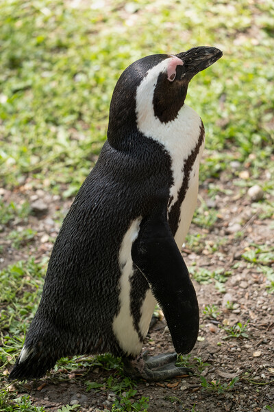 African Penguin Spheniscus Demersus Picture Board by Artur Bogacki
