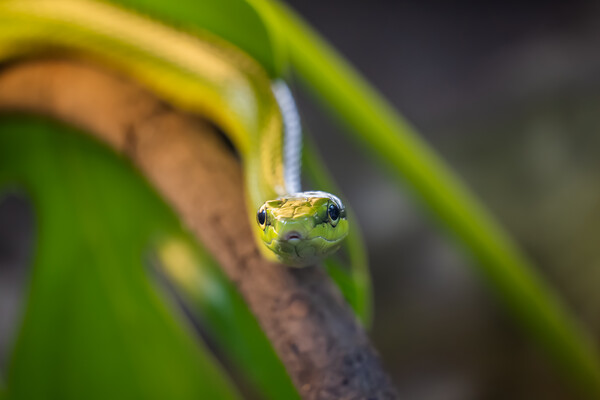 Red-tailed Racer Snake On Tree Branch Picture Board by Artur Bogacki