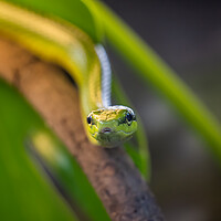 Buy canvas prints of Red-tailed Racer Snake On Tree Branch by Artur Bogacki