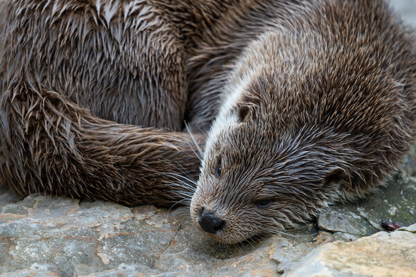 European Otter Sleeping Picture Board by Artur Bogacki