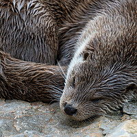 Buy canvas prints of European Otter Sleeping by Artur Bogacki