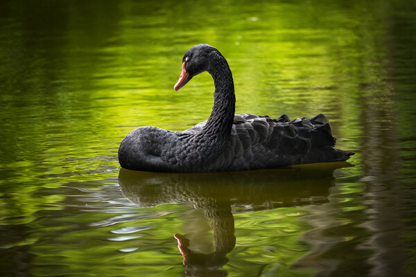 Black Swan With Eyes Closed Picture Board by Artur Bogacki