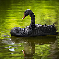 Buy canvas prints of Black Swan With Eyes Closed by Artur Bogacki