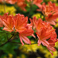 Buy canvas prints of Flowers Of Rhododendron Juanita Deciduous Azalea by Artur Bogacki