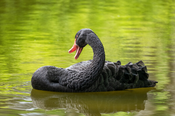 Black Swan In The Lake Picture Board by Artur Bogacki