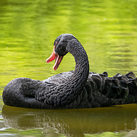Buy canvas prints of Black Swan In The Lake by Artur Bogacki