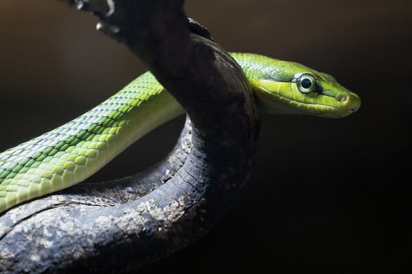 Red-tailed Racer Arboreal Ratsnake Picture Board by Artur Bogacki