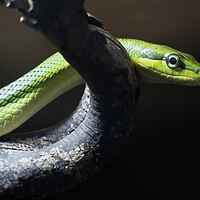 Buy canvas prints of Red-tailed Racer Arboreal Ratsnake by Artur Bogacki