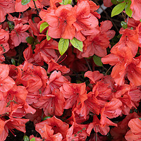 Buy canvas prints of Rhododendron Evergreen Azalea Geisha Orange Flowers by Artur Bogacki