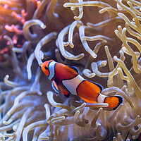Buy canvas prints of Peacock Clownfish In Anemone Tentacles by Artur Bogacki
