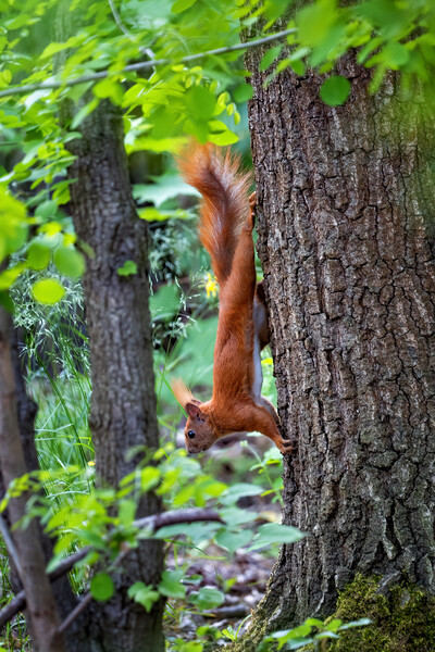 Red Squirrel On A Tree Going Down Picture Board by Artur Bogacki
