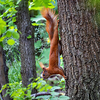 Buy canvas prints of Red Squirrel On A Tree Going Down by Artur Bogacki