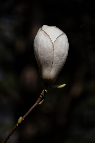 Magnolia Soulangeana Lennei Alba Flower Picture Board by Artur Bogacki