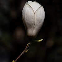 Buy canvas prints of Magnolia Soulangeana Lennei Alba Flower by Artur Bogacki