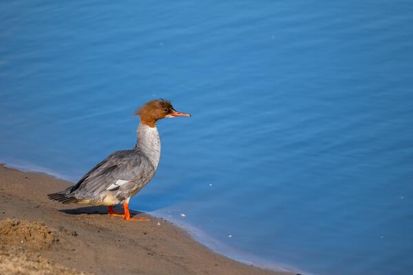 Mergus Merganser Water Bird At River Shore Picture Board by Artur Bogacki
