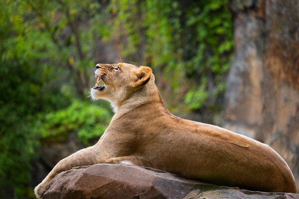 Lioness Roar Picture Board by Artur Bogacki