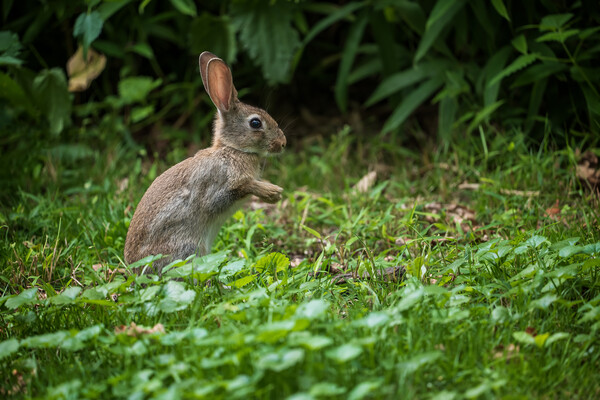 Young Rabbit In The Meadow Picture Board by Artur Bogacki