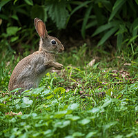 Buy canvas prints of Young Rabbit In The Meadow by Artur Bogacki