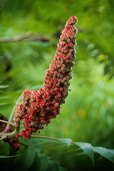Rhus Typhina Staghorn Sumac Flower Picture Board by Artur Bogacki