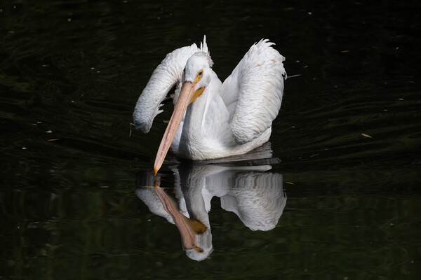 American White Pelican In The Lake Picture Board by Artur Bogacki
