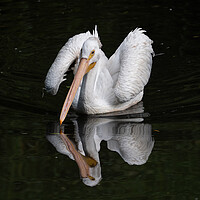 Buy canvas prints of American White Pelican In The Lake by Artur Bogacki