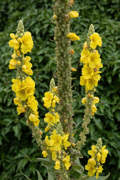 Yellow Flowers Of Denseflower Mullein Picture Board by Artur Bogacki