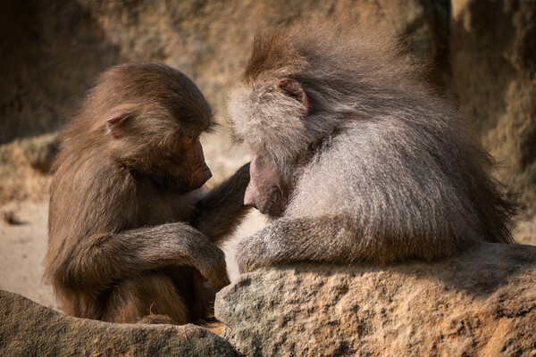 Hamadryas Baboon Mother With Young Picture Board by Artur Bogacki