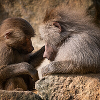 Buy canvas prints of Hamadryas Baboon Mother With Young by Artur Bogacki