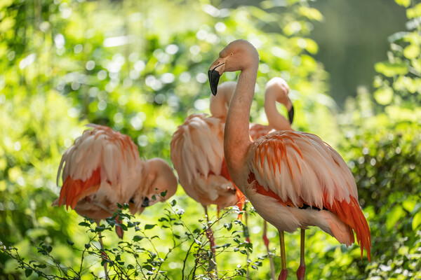 Chilean Flamingos Picture Board by Artur Bogacki