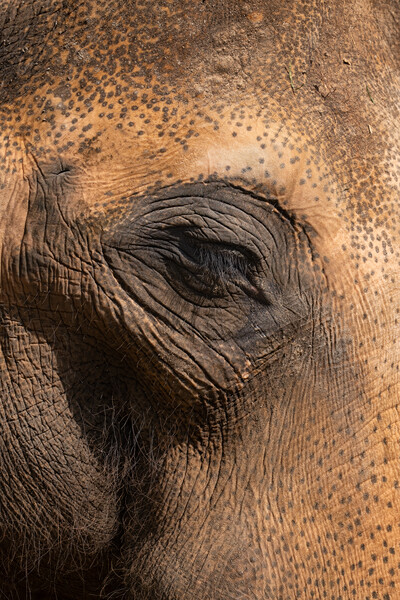 Asian Elephant Eye And Skin Details Picture Board by Artur Bogacki