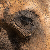 Buy canvas prints of Asian Elephant Eye And Skin Details by Artur Bogacki