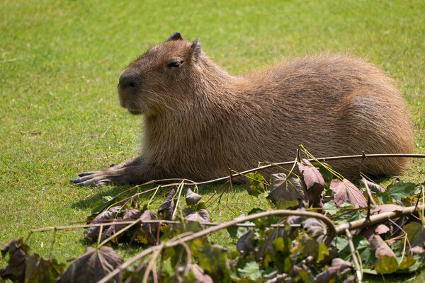 Capybara Hydrochoerus Hydrochaeris Picture Board by Artur Bogacki