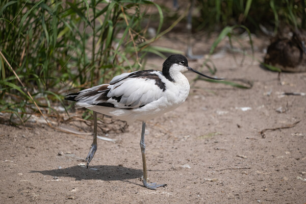Pied Avocet Wader Picture Board by Artur Bogacki