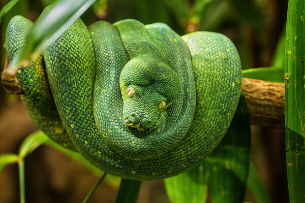 Green Tree Python On Tree Branch Picture Board by Artur Bogacki