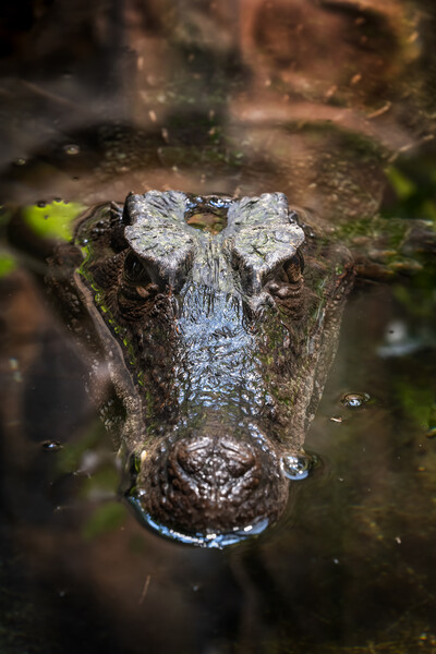 Smooth-fronted Caiman In Water Picture Board by Artur Bogacki