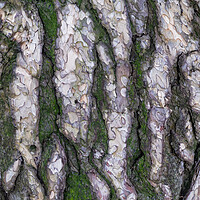 Buy canvas prints of Black Pine Tree Bark Background by Artur Bogacki