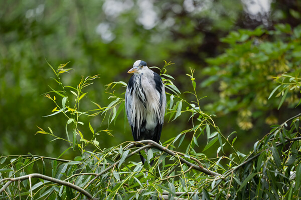 Grey Heron Bird On Tree Branch Picture Board by Artur Bogacki