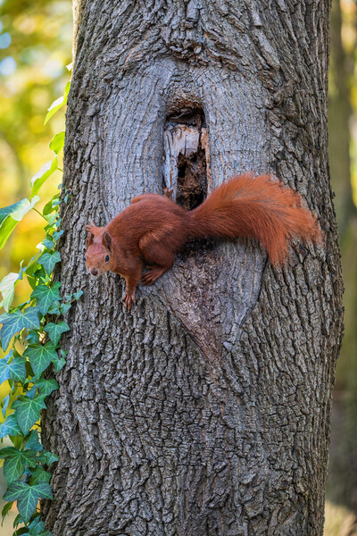 Red Squirrel At Tree Hollow Picture Board by Artur Bogacki
